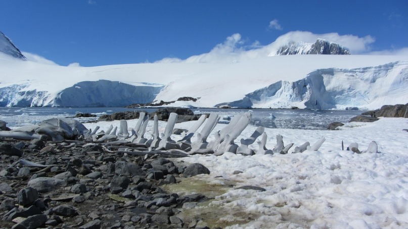 whale skeleton Antarctica