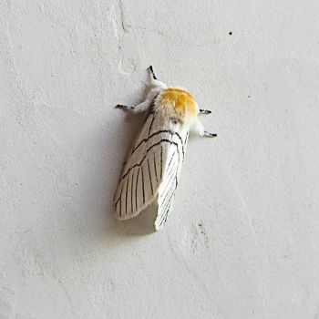 A weird insect at the halfway guest house in china A weird insect at the halfway guest house in china