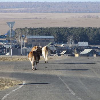 Our hitchhiking spot: a desolate intersection where the cows roam free A desolate intersection with cows